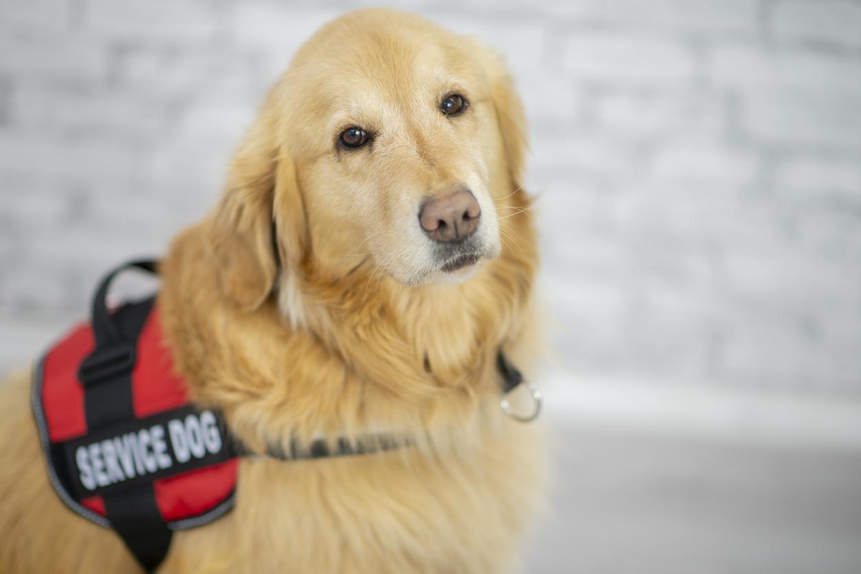 5 Reasons a Service Dog Can Make a Difference With a Disability